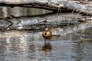 Drake Mallard Portrait, an up close and personal view of a Drake Mallard in water.