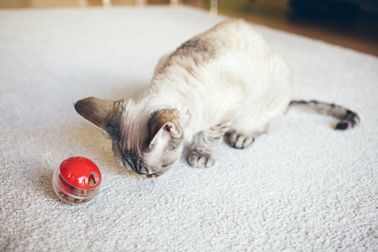 Cat is sitting on the carpet and is playing with slow food toy - red color ball dispenser that slowly feeds the kitty and satisfys cat's inherent need to hunt. Selective focus natural light photo