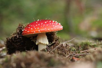 A fly agaric making it´s way to the surface
