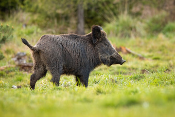 Female of wild boar, sus scrofa, with wet fur and big snout grazing on the forest clearing in spring. Wild hog on the green pasture. Massive hairy animal with short tail up. Fierce animal on the walk.