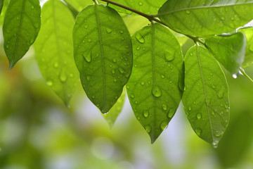 The leaves after the rain With water droplets on