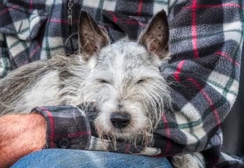Old Jack Russell dog resting on his owner's lap