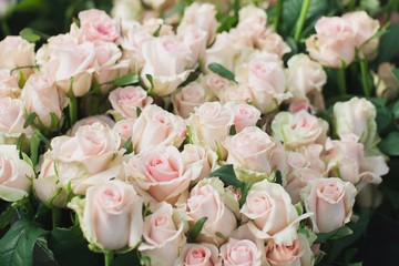 Sweet Dolomiti roses on flowerbed background