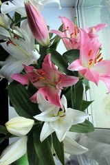 Beautiful lily flowers of white and pink color on the window.