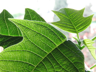 Foglia verde e venature in controluce