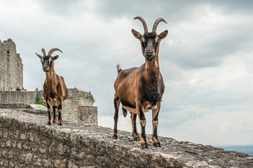 Ziegen stehen neugierig auf Burgmauer Hofenneuffen