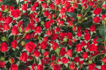 Hot red rose on flowerbed background