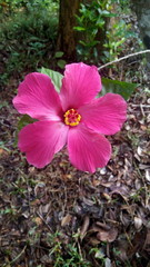pink flowers in the garden
