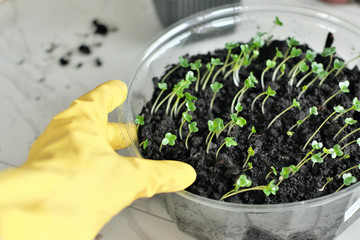 dive seedlings at home, garden at home, lovely hobby gardening