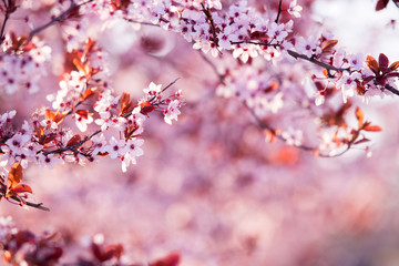 Spring blossom of purple sakura against blue sky. Beautiful nature scene with blooming tree and sun flare. Cherry, sakura, apricot, almond blossom trees with pink Spring flowers.