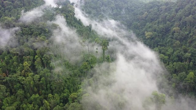 Rainforest and clouds. Aerial view of rain forest jungle. Mist and fog in green valley 