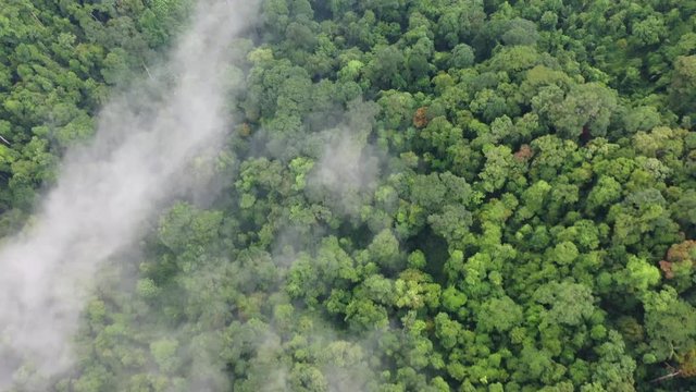 Rainforest and clouds. Aerial view of rain forest jungle. Mist and fog in green valley 