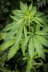 background of a marijuana plant close up