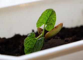 
bean sprout in the ground on a light background