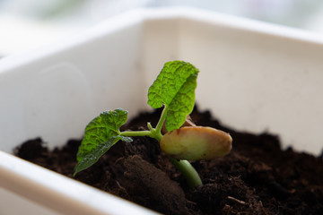 
bean sprout in the ground on a light background