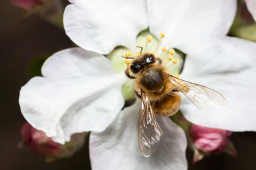 Bee