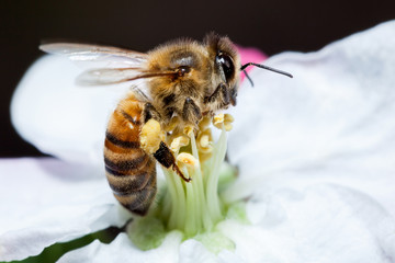 Bee on flower