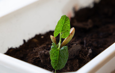 
bean sprout in the ground on a light background