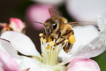 Bee on flower