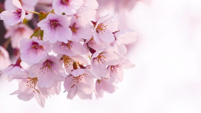 午後の桜の花　アップ