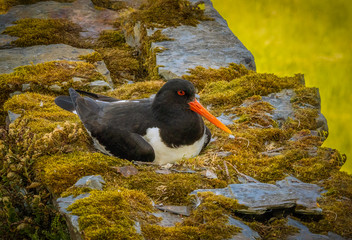 Oystercatcher nesting on a stone wall