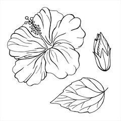 Flower, leaf, hibiscus Bud. Set of hand drawn illustration.Isolated on a white background.