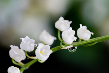 muguet