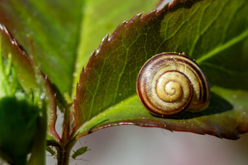 Bänderschnecke auf Rosenblatt makro