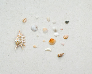 A variety of shells from the seas, rivers, lakes and oceans. For collectors from many beaches of the world on a light wooden background.