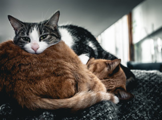 Sleepy cat above another orange sleeping cat on top of a living room's sofa covered with a blanket