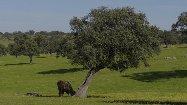 Retinta breed calves grazing in the spring of the Pedroches Valley. Limousin. Angus