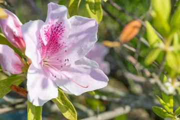 Fototapeten Azalee ツツジ  © KyoOz