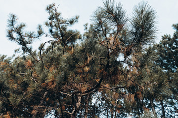 pine tree branches