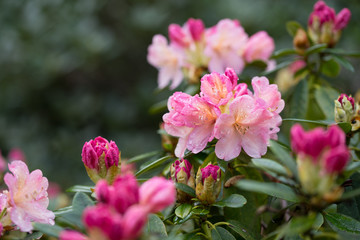 Rhododendron