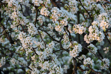 Beautiful spring-flowering. Pear blossom. Fruit Trees Bloom In The Garden.  Natural spring flowers background. Hd floral wallpapers for desktop.