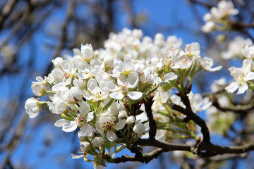 Beautiful spring-flowering. Apple blossom close-up. Fruit Trees Bloom In The Garden. Natural spring flowers background. Hd floral wallpapers for desktop.