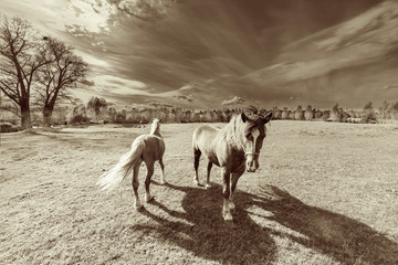 Beautiful panoramic landscape with two horses on the spring  grass in sunset