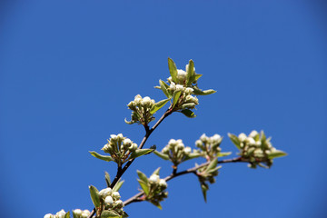 Beautiful spring flowering trees branches. Natural spring flowers background. Hd floral wallpapers for desktop.