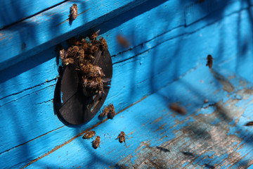 Bees near the hive. Life of animals. Nature background. Hd wallpaper  nature animals wallpapers for desktop backgrounds.