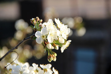 Beautiful spring flowering cherry tree close-up. Cherry Tree Bloom In The Garden. Macro flowers shot. Natural spring flowers macro background. Hd floral wallpapers for desktop.