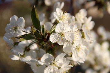 Beautiful spring flowering cherry tree close-up. Cherry Tree Bloom In The Garden. Macro flowers shot. Natural spring flowers macro background. Hd floral wallpapers for desktop.