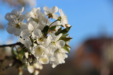 Beautiful spring flowering cherry tree branches on the background of the blue blue sky. Cherry Tree Bloom In The Garden. Natural spring flowers background. Hd floral wallpapers for desktop.