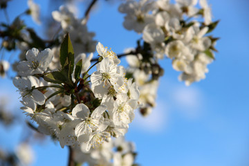 Beautiful spring flowering cherry tree branches on the background of the blue blue sky. Cherry Tree Bloom In The Garden. Natural spring flowers background. Hd floral wallpapers for desktop.