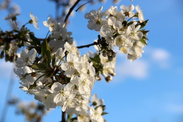 Beautiful spring flowering cherry tree branches on the background of the blue blue sky. Cherry Tree Bloom In The Garden. Natural spring flowers background. Hd floral wallpapers for desktop.