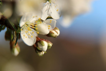 Beautiful spring flowering cherry tree close-up. Cherry Tree Bloom In The Garden. Macro flowers shot. Natural spring flowers macro background. Hd floral wallpapers for desktop.