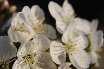 Beautiful spring flowering cherry tree close-up. Cherry Tree Bloom In The Garden. Macro flowers shot. Natural spring flowers macro background. Hd floral wallpapers for desktop.