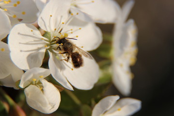 Bee Gathering Pollen On An Beautiful Spring Flower Macro Shot. Bee pollinates a fruit cherry tree. Natural spring flowers macro background. Hd floral wallpapers for desktop.