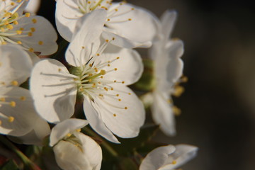Beautiful spring flowering cherry tree close-up. Cherry Tree Bloom In The Garden. Macro flowers shot. Natural spring flowers macro background. Hd floral wallpapers for desktop.