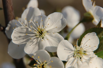 Beautiful spring flowering cherry tree close-up. Cherry Tree Bloom In The Garden. Macro flowers shot. Natural spring flowers macro background. Hd floral wallpapers for desktop.