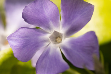 Flor malva © isabel2016